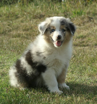 Australian Shepherd Puppy Pictures