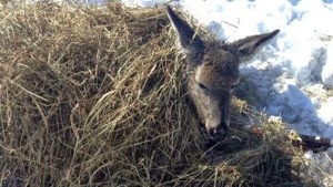 Once safely removed from the snow, the rescues covered the sweet doe — now named Francoise — in a wool blanket and some hay. Be sure to watch her shocking rescue below! - They Found A Deer In The Snow. But When They Looked Closer, They Were Shocked!!!