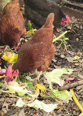 Composting tips with chickens