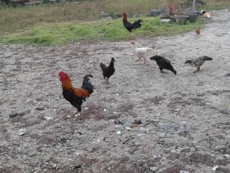 Cara dan Tips Beternak Ayam Kampung Pedaging