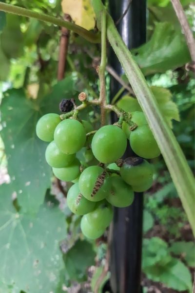 seedless grape vines | On The Creek Blog // www.onthecreekblog.com