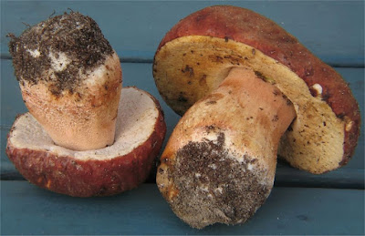 Boletus pinophilus