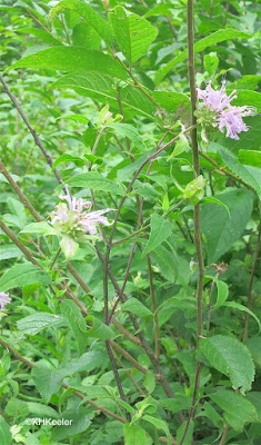 wild bergamot, Monarda fistulosa