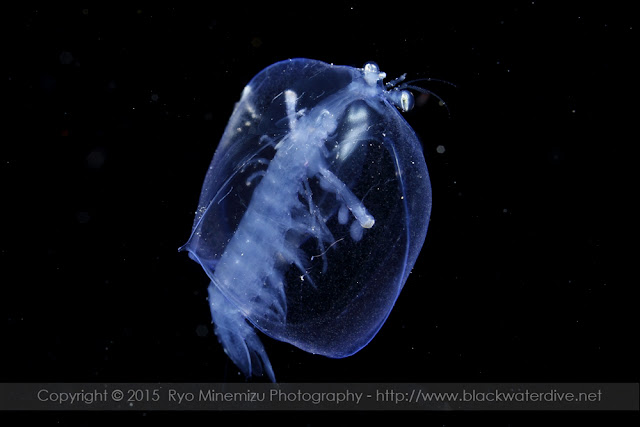 larva of the mantis shrimp