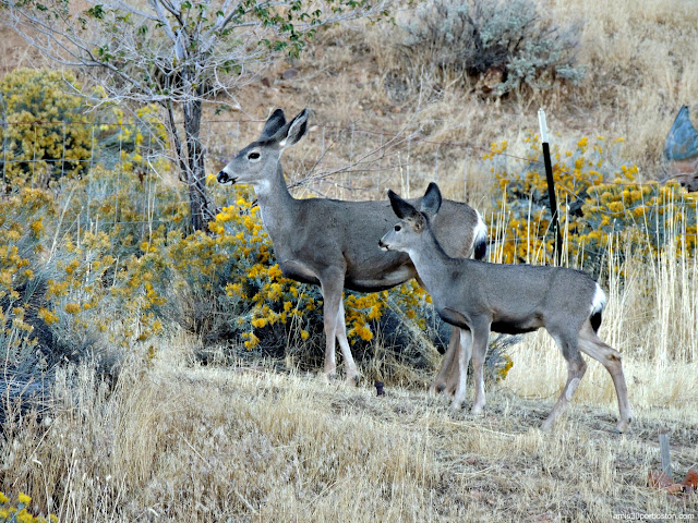 Ciervos en Virginia City, Nevada