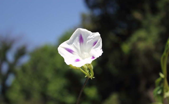 Morning Glory Flowers Pictures