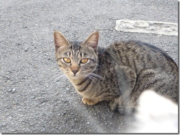 imamura-image009