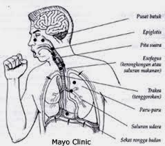 4 Cara Menyembuhkan Batuk Kering Yang ampuh