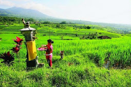 Melihat Kehebatan Pertanian Organik Di Bali