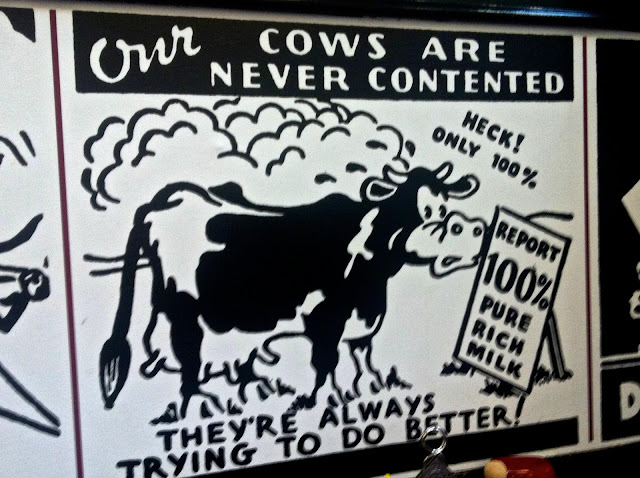 our cows are never contented