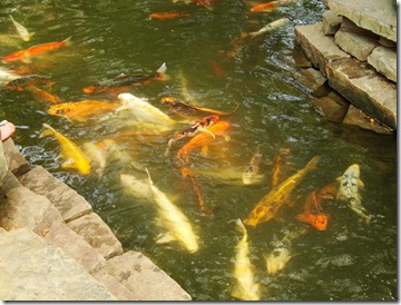 18.  Huge koi