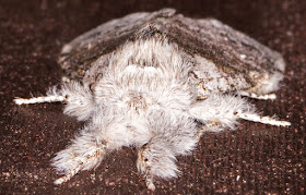 Pale Tussock, Calliteara pudibunda.  Lymantriidae.  West Wickham Common, 15 April 2015