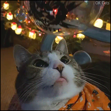 Christmas Cat GIF • Cat totally mesmerized by hand made Xmas ornaments [ok-cats.com]