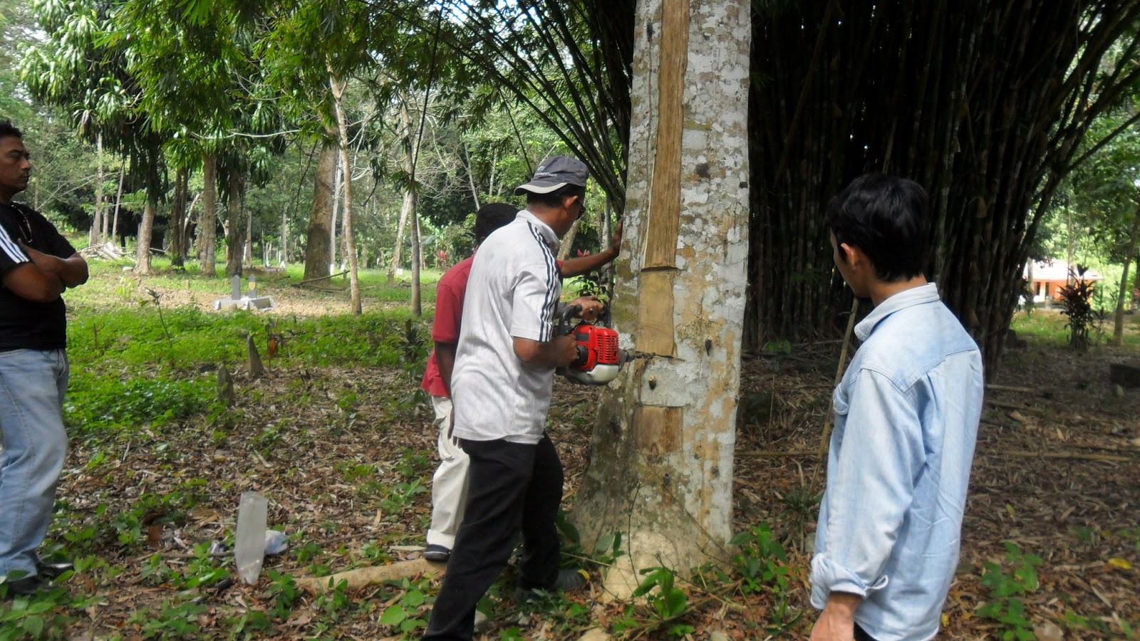 All about Gaharu Info Berapa  harga  bagi sebatang Pokok 