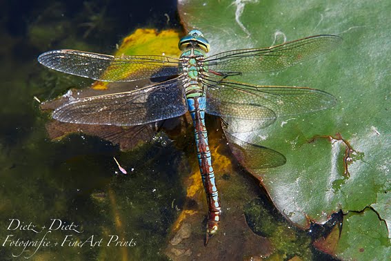 Grosse Königslibelle (Anax imperator)