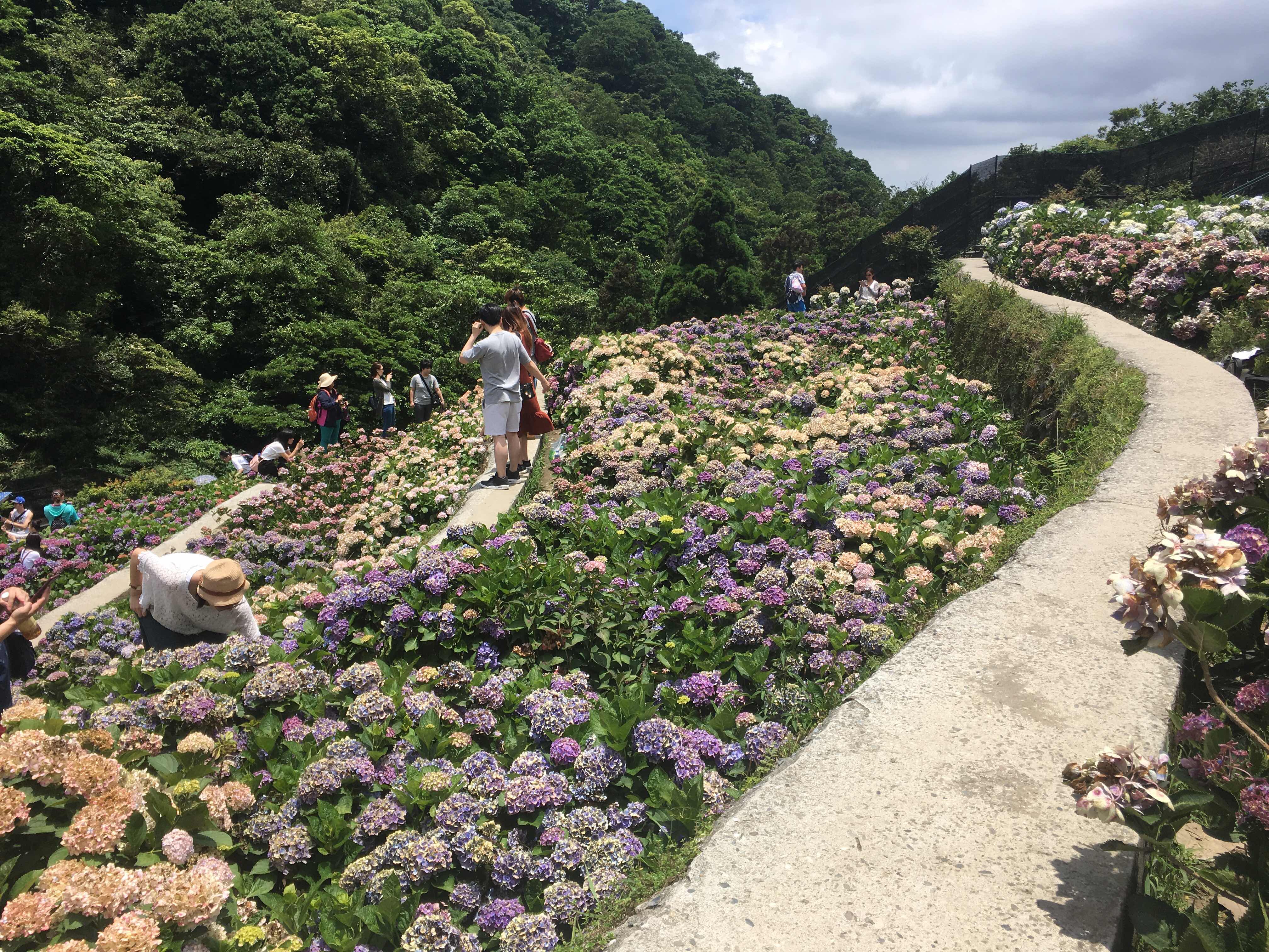 yang ming shan, hydrangea farm, zhuzihu, new Taipei, Taiwan