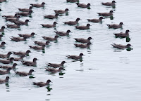 Sooty Shearwaters – Avila, CA – Sept. 2010 – photo by Marlin Harms