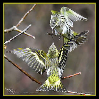 http://focusingonwildlife.com/news/results-of-the-best-photo-of-the-week-ended-28-may-2016/