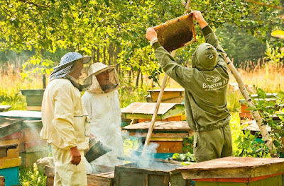 Factores que afectan la producción de miel en una colmena