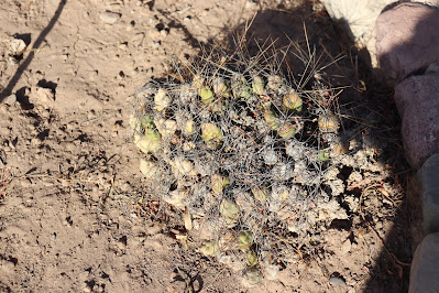 cactus del norte argentino