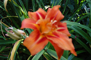 Hemerocallis