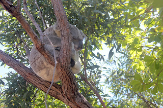 Koala in a tree, Magnetic Island, Australia