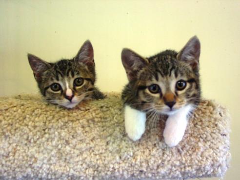 Two adoptable kittens at shelter-CarmaPoodale