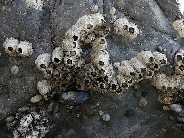 3 or 4 sorts of barnacles