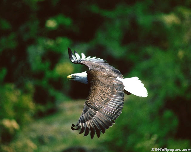 american eagle flying