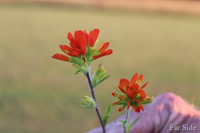 Indian Paintbrush