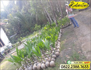 Bibit Kelapa Wulung, Bibit Kelapa Gading, Bibit Kelapa Hijau, Bibit Kelapa Unggul, Bibit Kelapa Kopyor Genjah, Bibit Kelapa Kopyor Hibrida Unggul