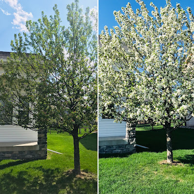 Week In Review: Crab Apple Trees Spring Blooms