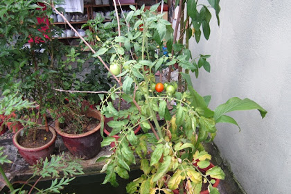 cara tanam pokok tomato