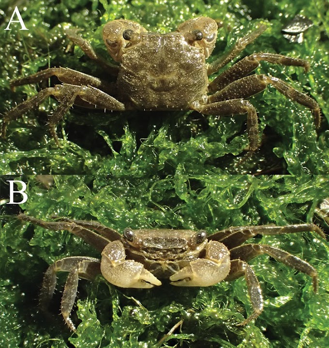   [Crustacea • 2019] Geosesarma mirum • A New Species of Semi-terrestrial Sesarmid Crab (Decapoda, Brachyura) from central Taiwan 