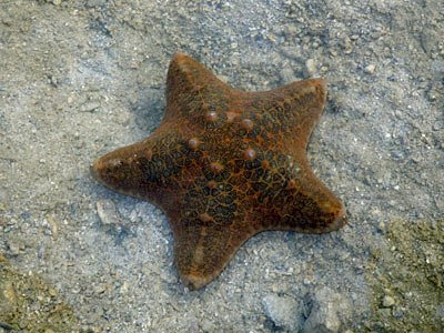 Starfish