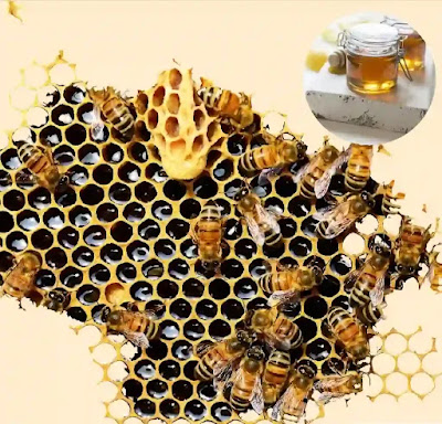 Keajaiban lebah madu dan sarangnya