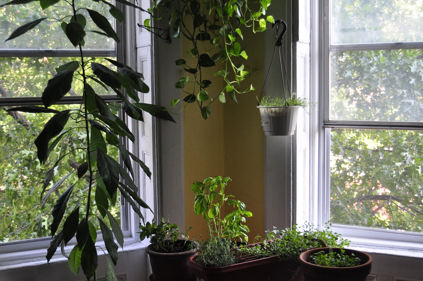 How To Grow Basil Indoors