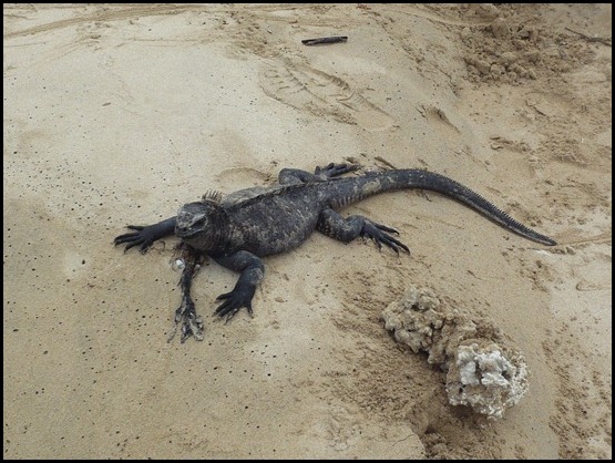 66. Iguana de Galapagos - Viaje a Ecuador y Galapagos