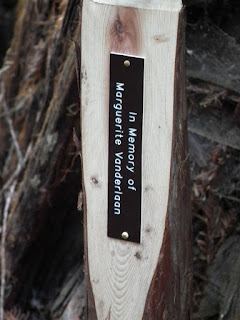 The Marguerite Vanderlaan Memorial Tree in Big Basin - Santa Cruz Mountains.