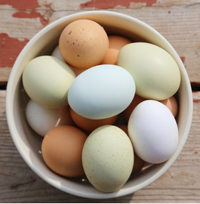 nutritional benefits of eggs for dogs and cats