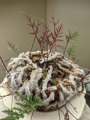 potted hare's foot fern in conservatory