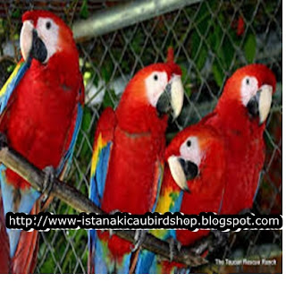 jual burung scarlet macaw