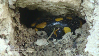 Salamandra salamandra DSC90789