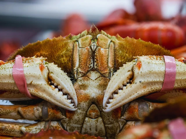 king crab really looks like a king