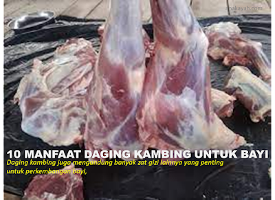 daging kambing bagus untuk bayi