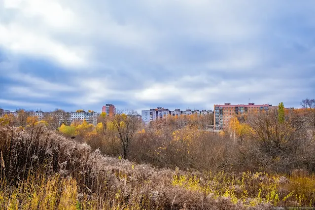 Город за зарослями