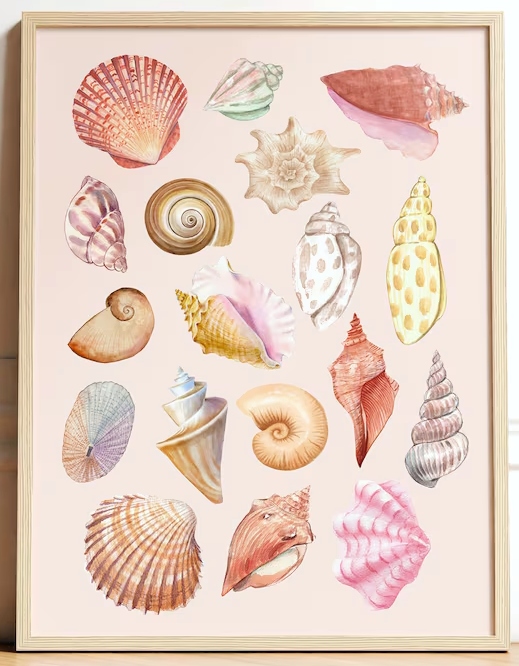 Seashell Art Illustrations Print on Demand Download