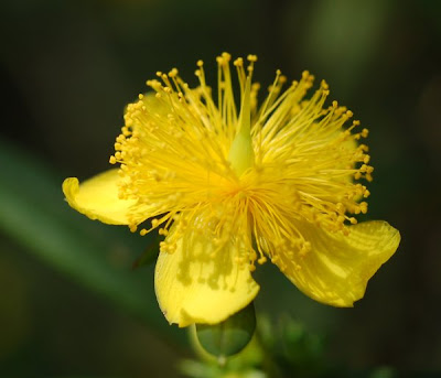 Shrubby St. John's Wort blossom