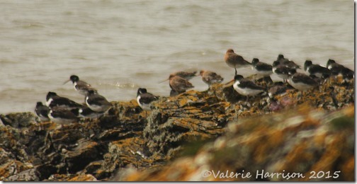31-Black-tailed-Godwits-and-oystercatchers