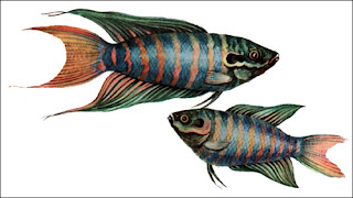 Gambar ikan